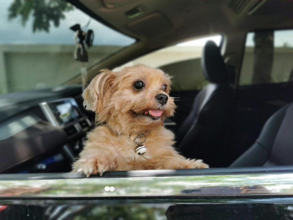 Pet taxi beograd