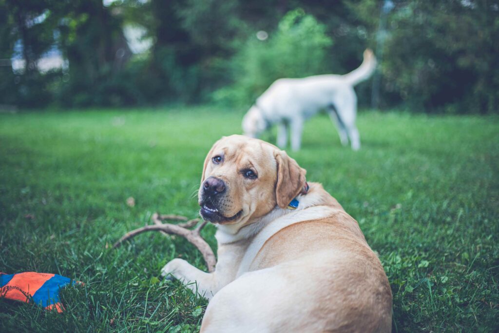 pansion-za-pse-i-pet-sitter-usluge